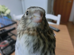 Pájaro 5