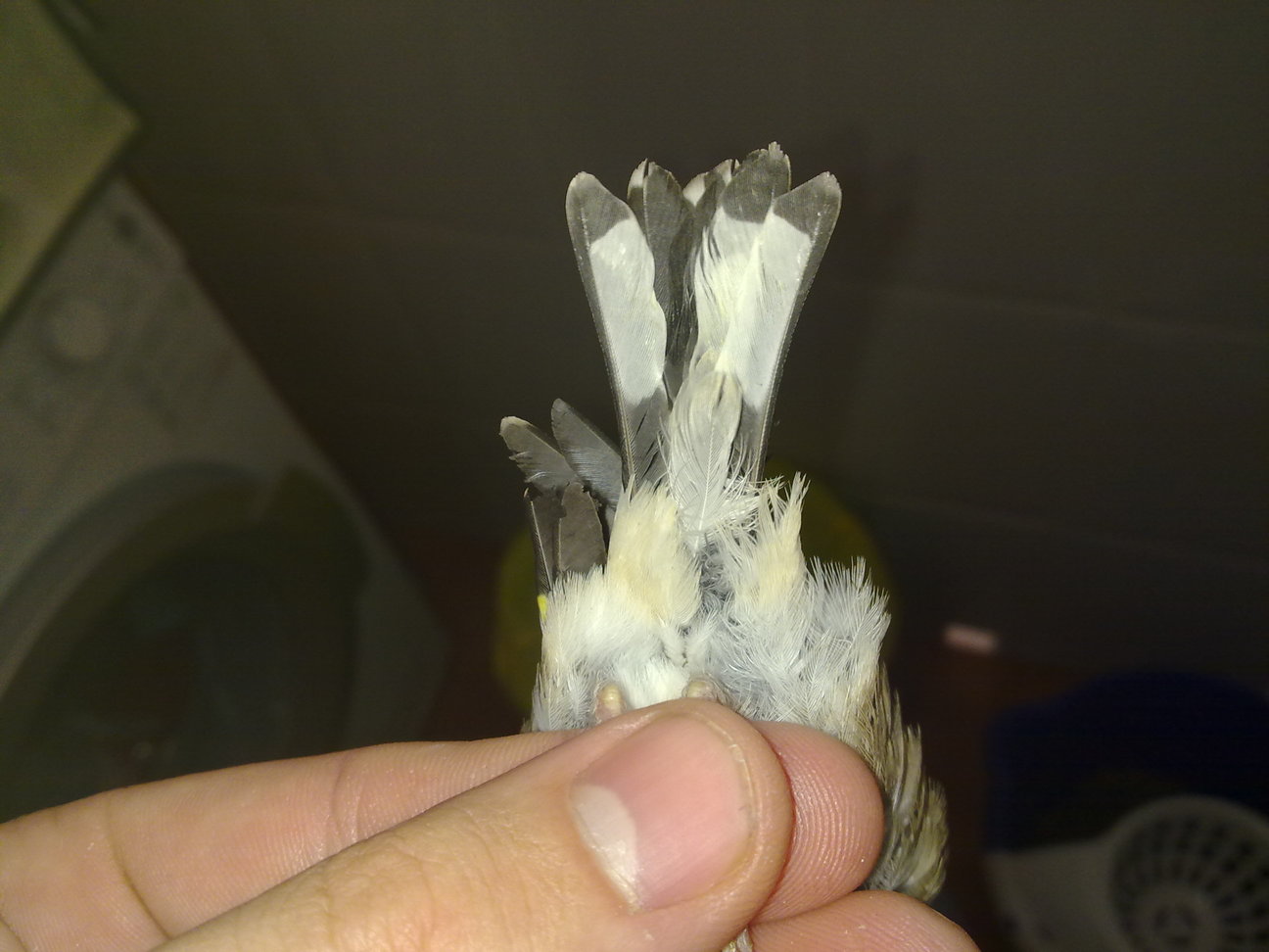 27042011377.jpg