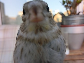Pájaro 12