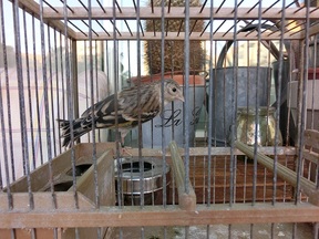 Pájaro 12
