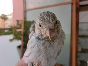 Pájaro 15