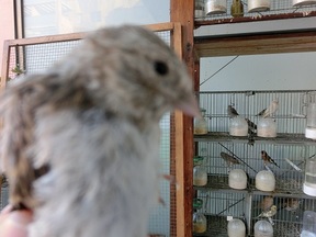 Pájaro 15