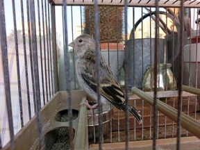 Pájaro 15