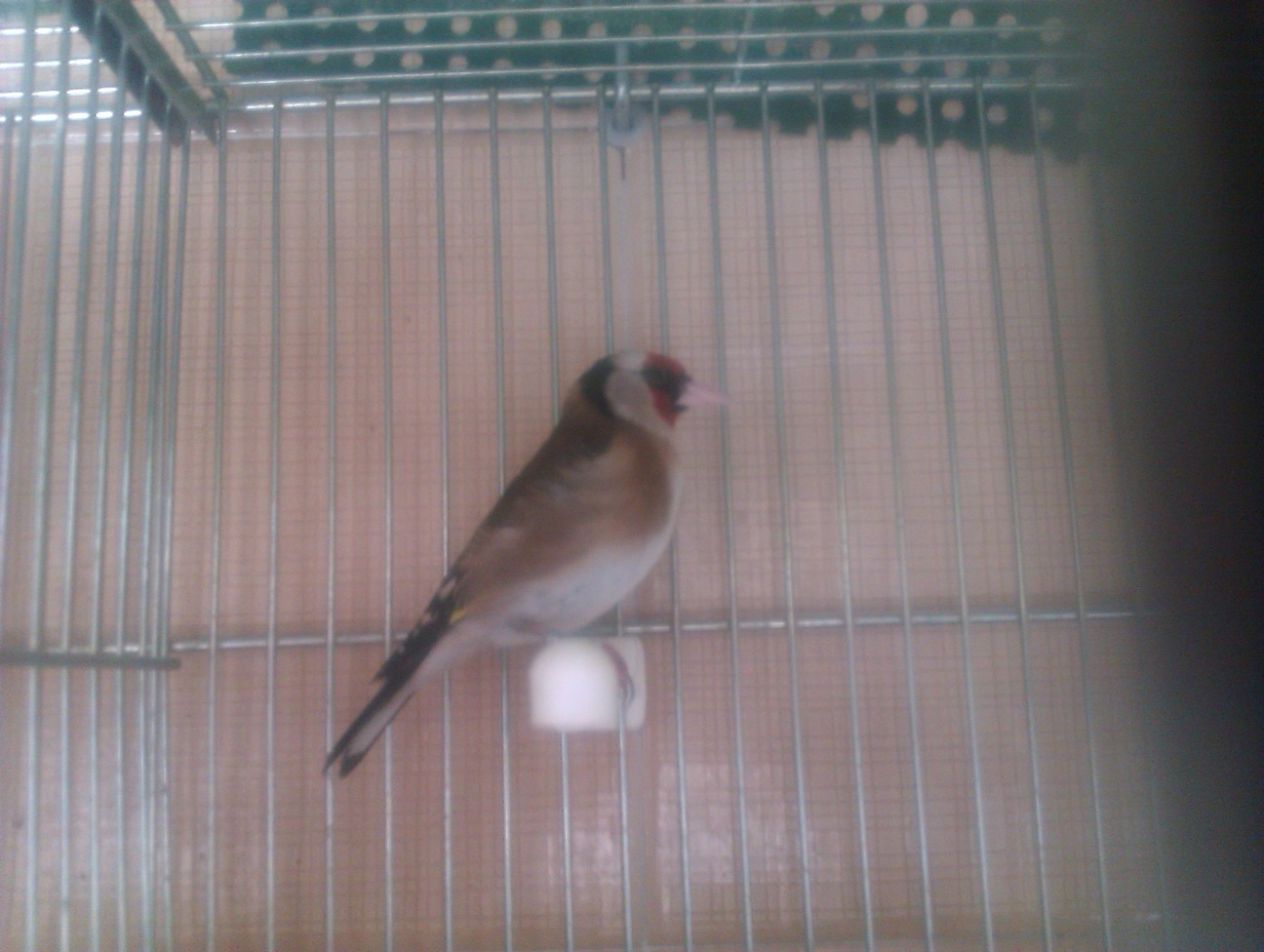 Patas del pajaro