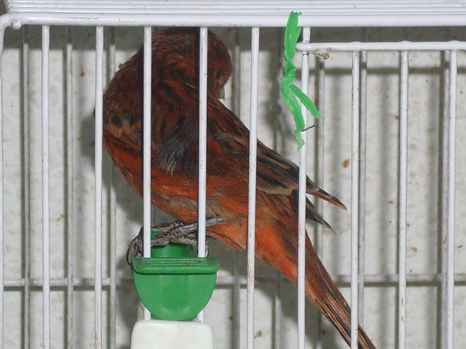 DSCI0053.JPG