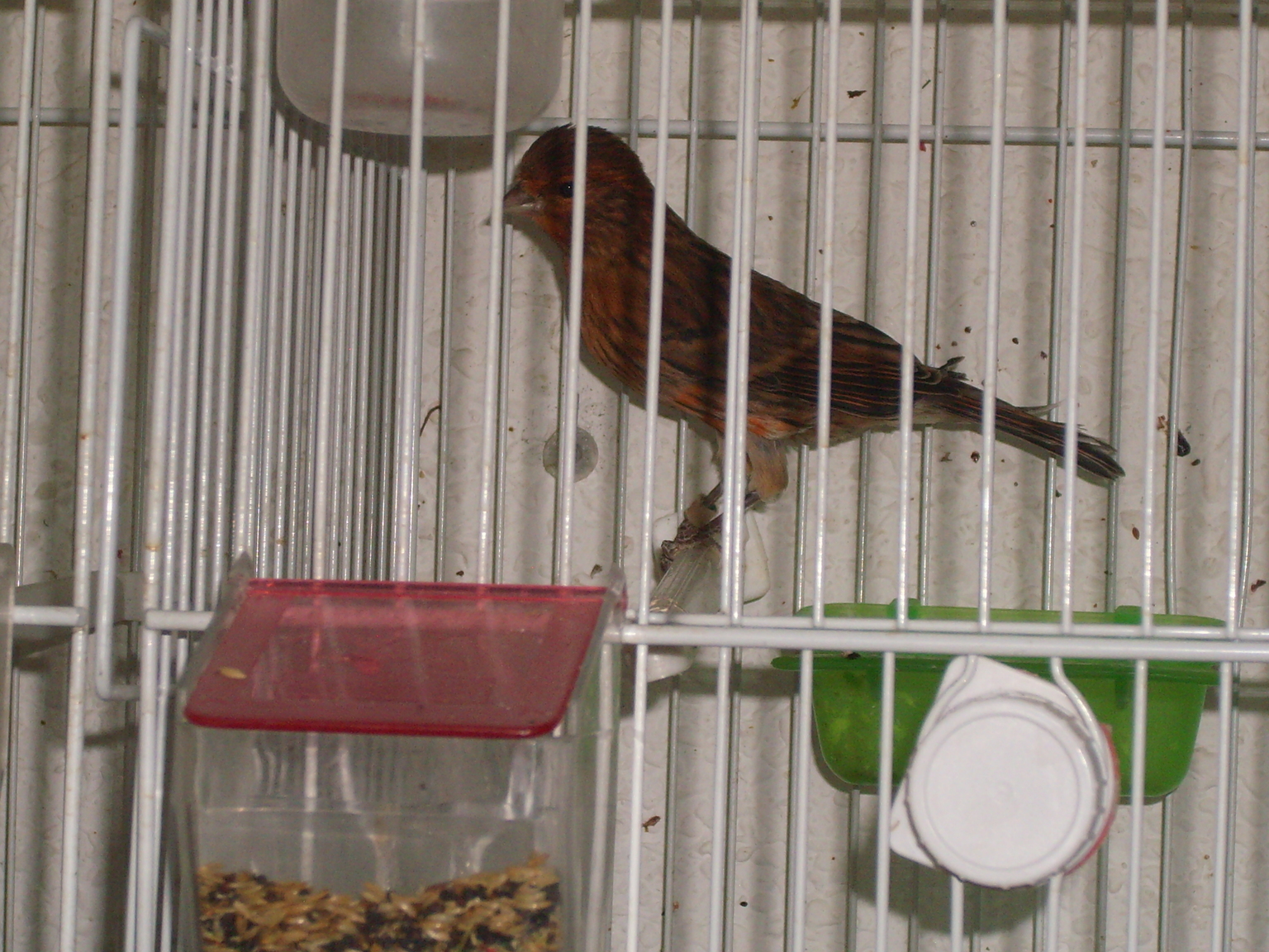 DSCI0050.JPG