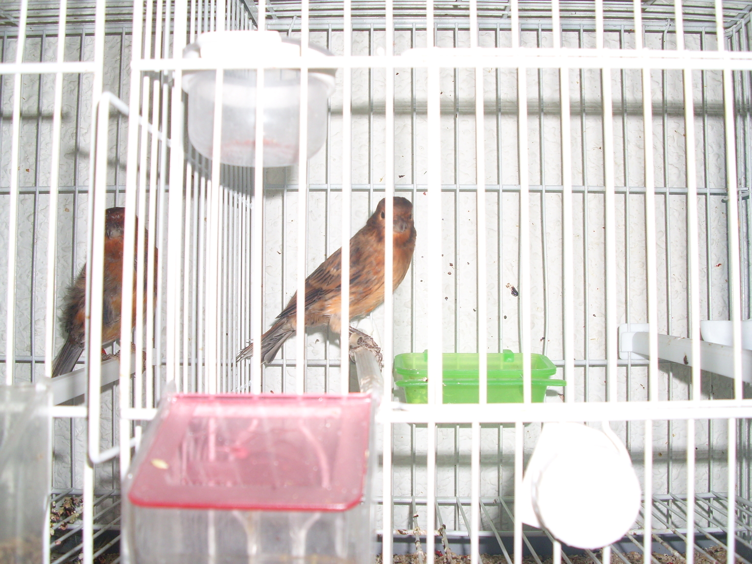 DSCI0049.JPG