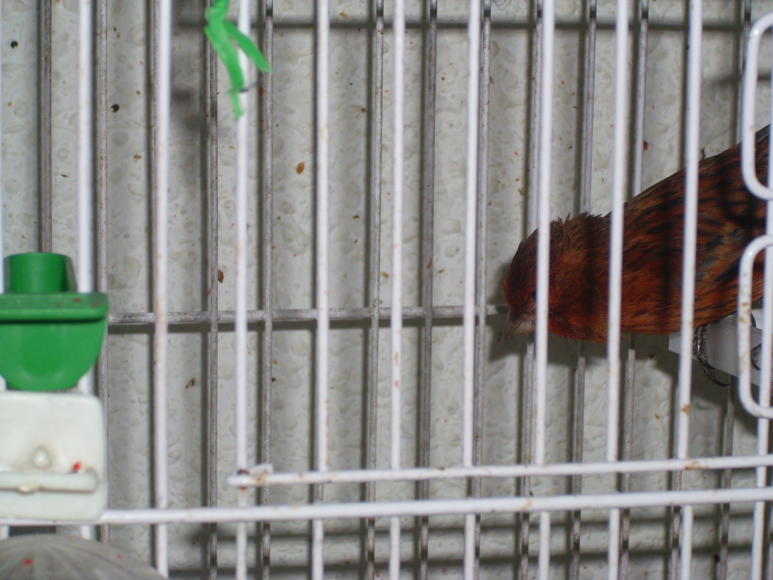 DSCI0045.JPG