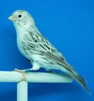 canario A.jpg