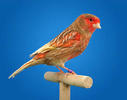 canario 3.jpg