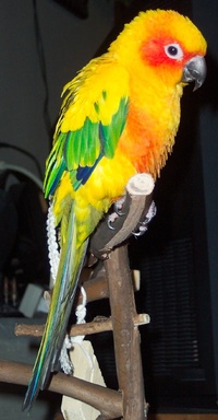 Aratinga adulta