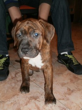 antes