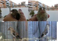 pájaro 16 ..jpg