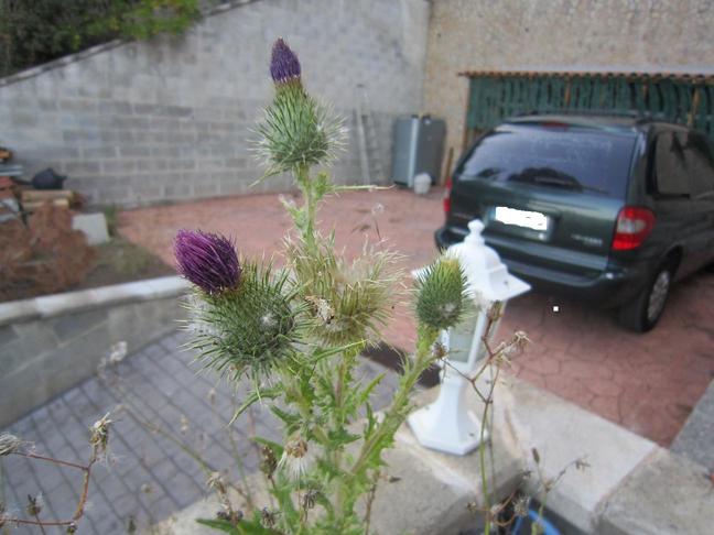 Planta cardo negro