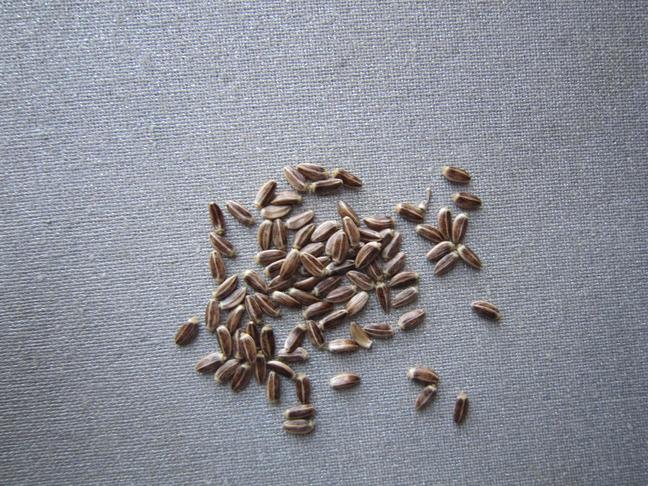 Semillas cardo negro