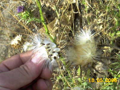 Recoleccion Cardo mariano.jpg