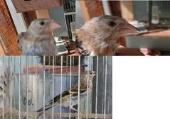 pajaro 12.0.jpg