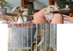 pajaro 18.0.jpg
