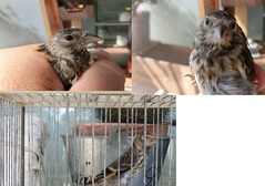 pajaro 22.0.jpg