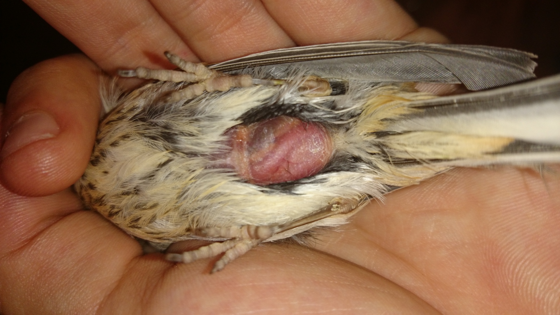 DSC_0033.JPG