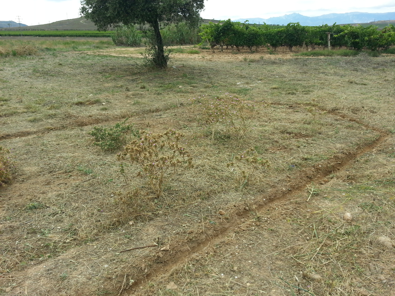 20140804_170747.jpg