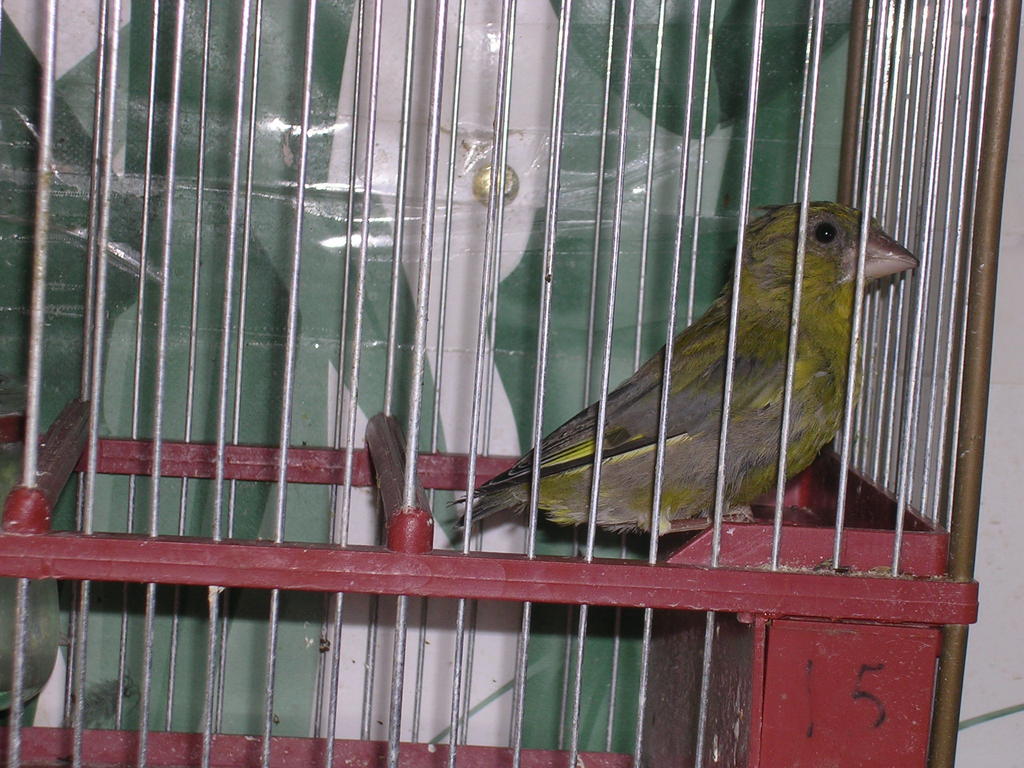 berderon