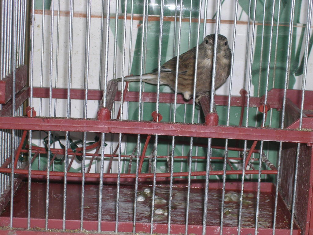 pardillo
