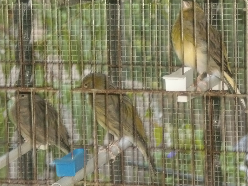 CIMG7924.JPG