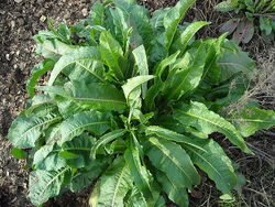 lengua-de-vaca-remedios-caseros.jpg