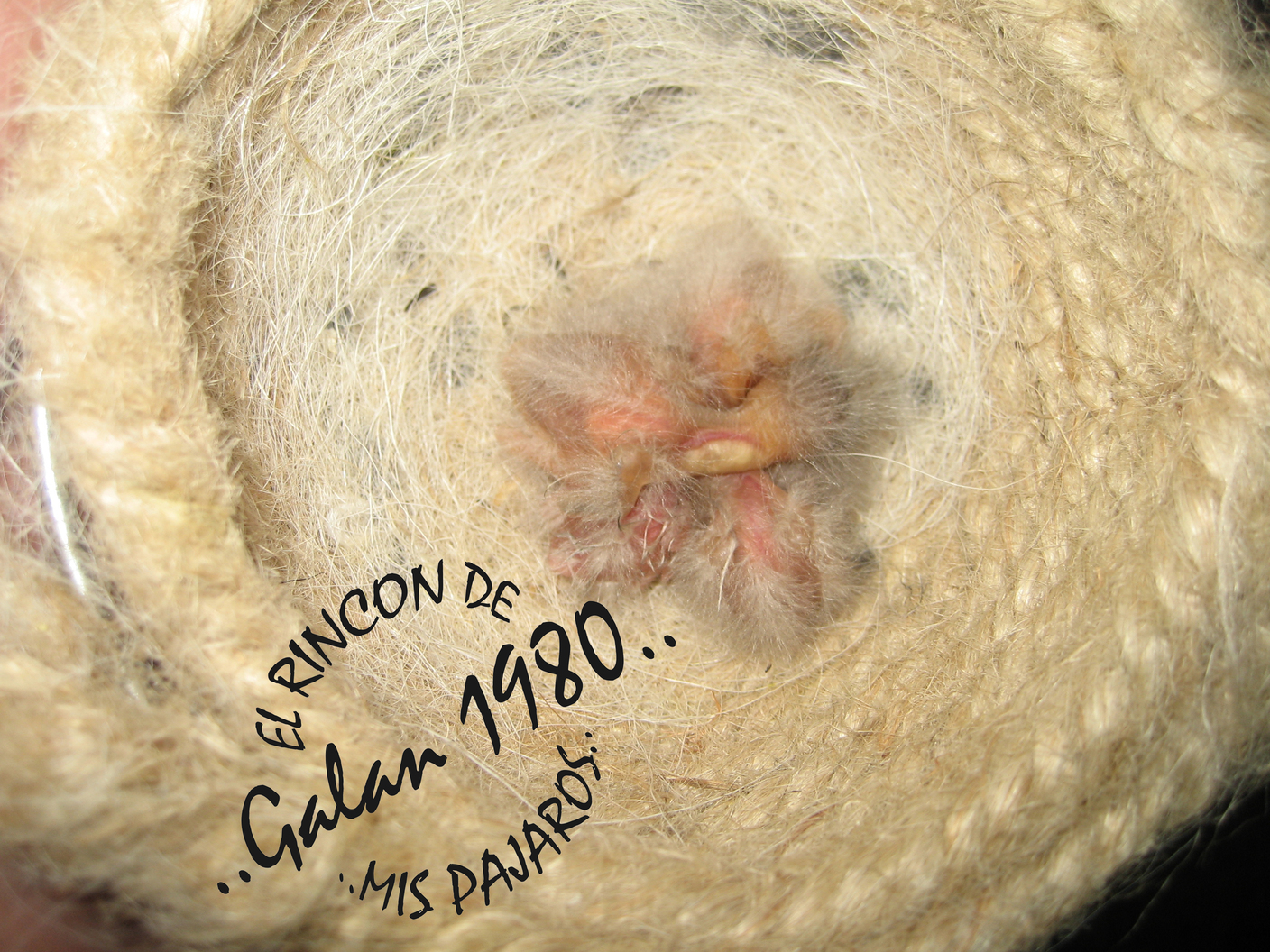 mixtos jilguero x canaria.jpg