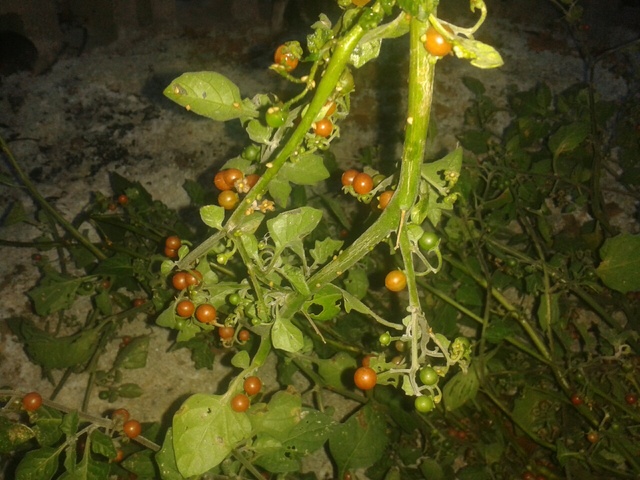Tiene unas bolitas verdes, rojas y al final se hacen negras.