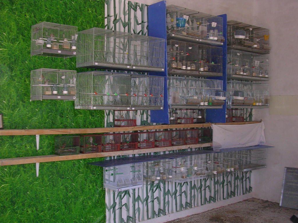 aviario