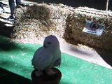 IMG339.jpg