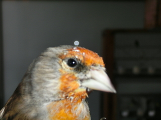 Pajaro 1a..JPG