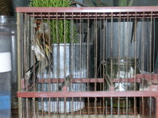 Pajaro 1b.JPG