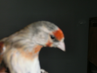 Pájaro 2a.JPG