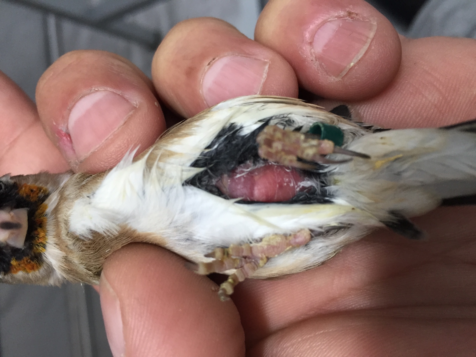 esta es la que lleva 20 días o mas enferma, todos están hinchados con las alas bajas