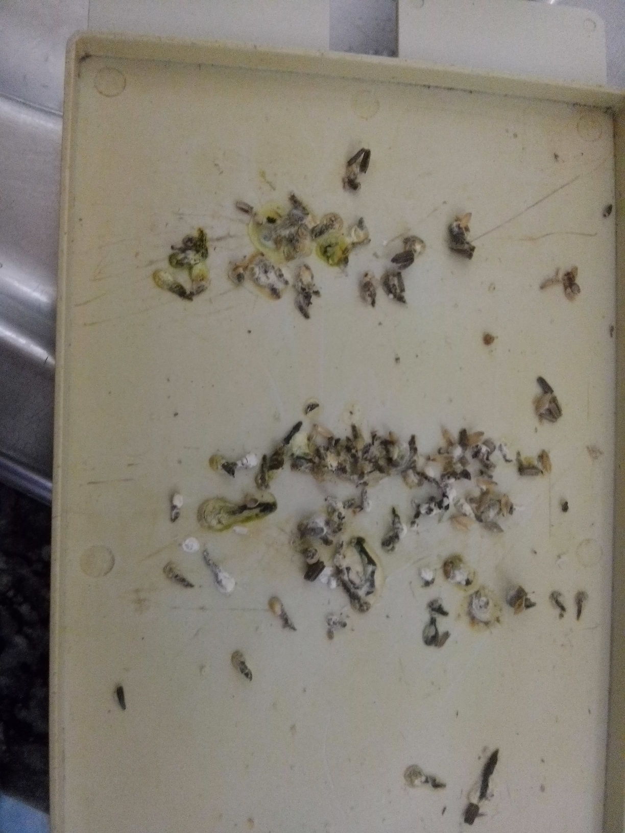 IMG-20141208-WA0000.jpeg