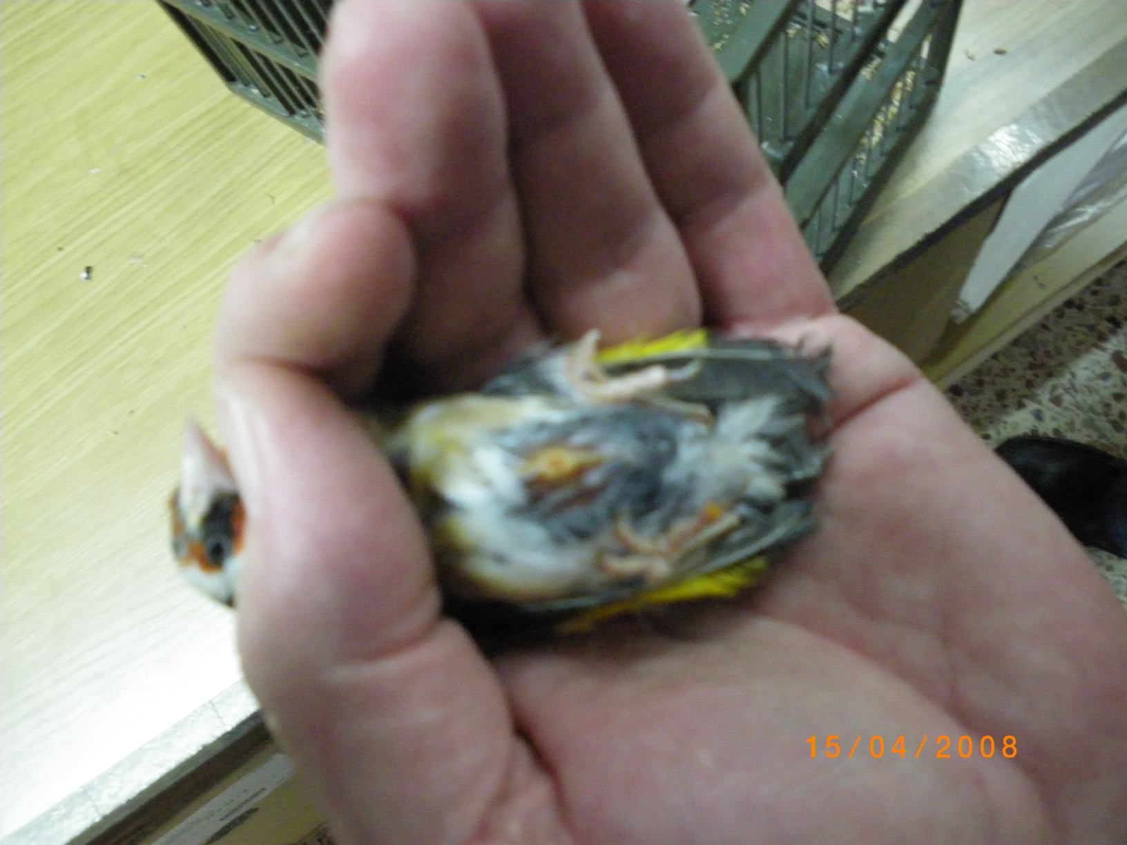 IMGP0043.JPG