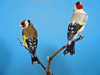 dsc0008xu7.jpg