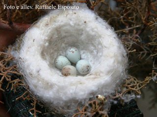 2-nido-jilguero-con-huevos.jpg