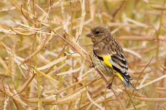 Grey-capped-Greenfinch_BH.jpg