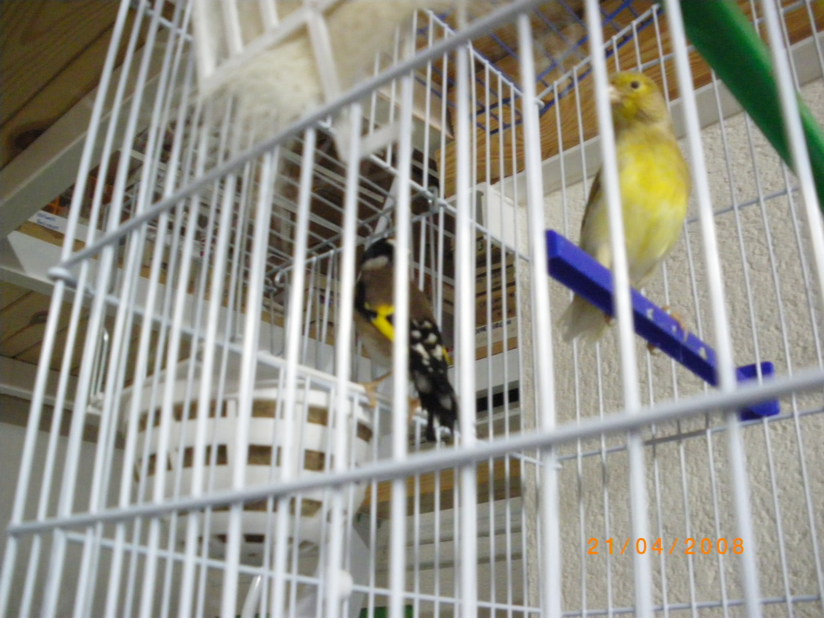 IMGP0059.JPG