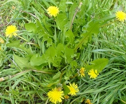 diente_de_leon 1.jpg