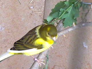 los pollos 13 dias