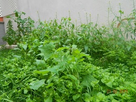 Esta son las hierbas de mi pequeño huerto (ortiga, pamplina, etc.)