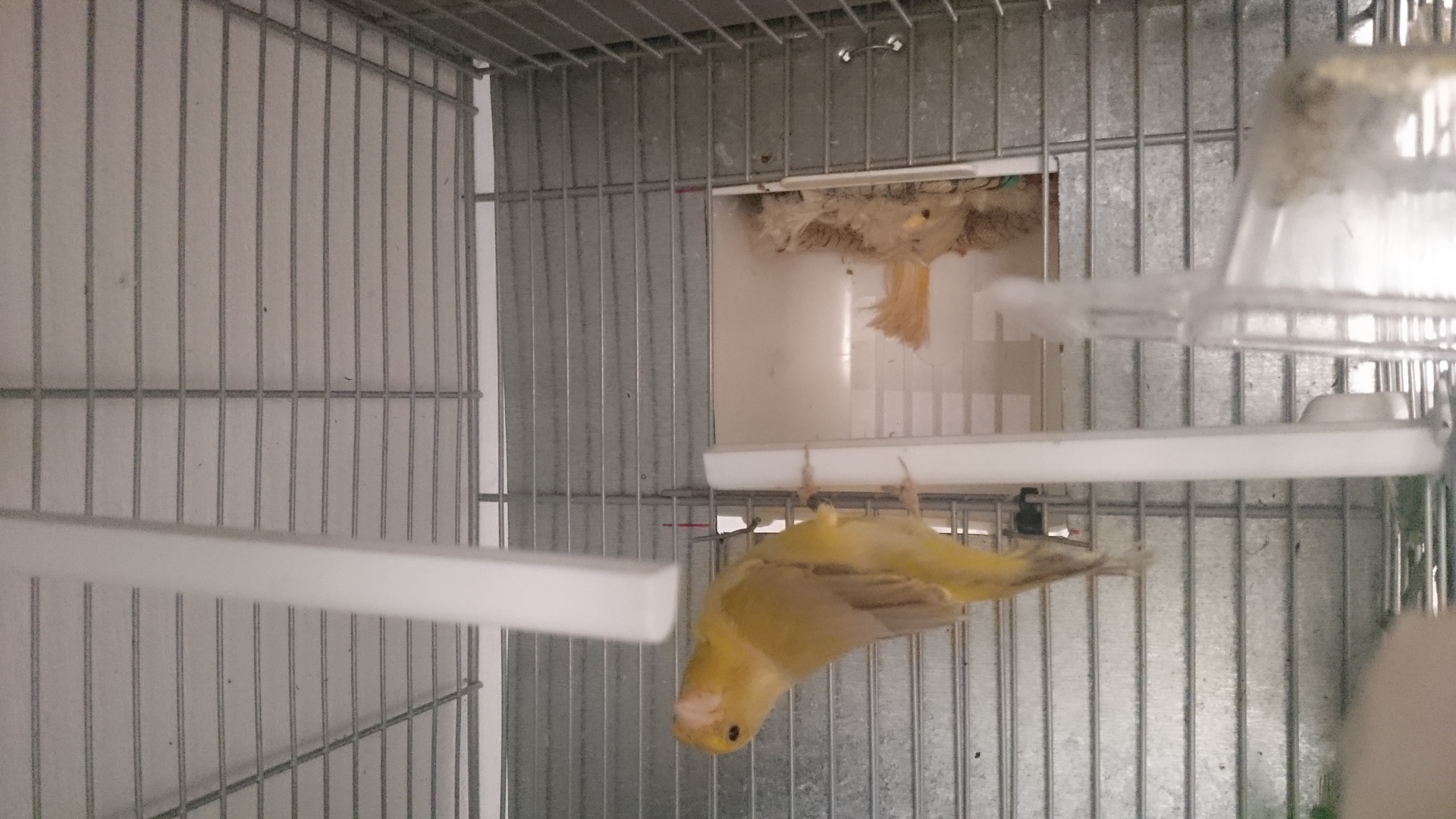 Verderones isabela portador satine vs isabela satine