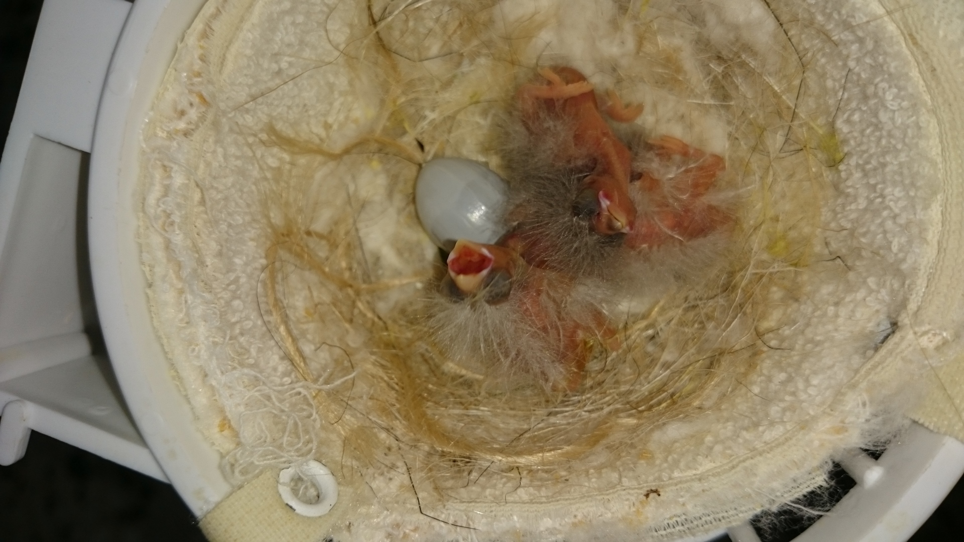 Tercera nidada de mixtos de jilguero por canaria jaspe(11 pollos con estos)