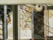 CIMG0071 - copia.JPG