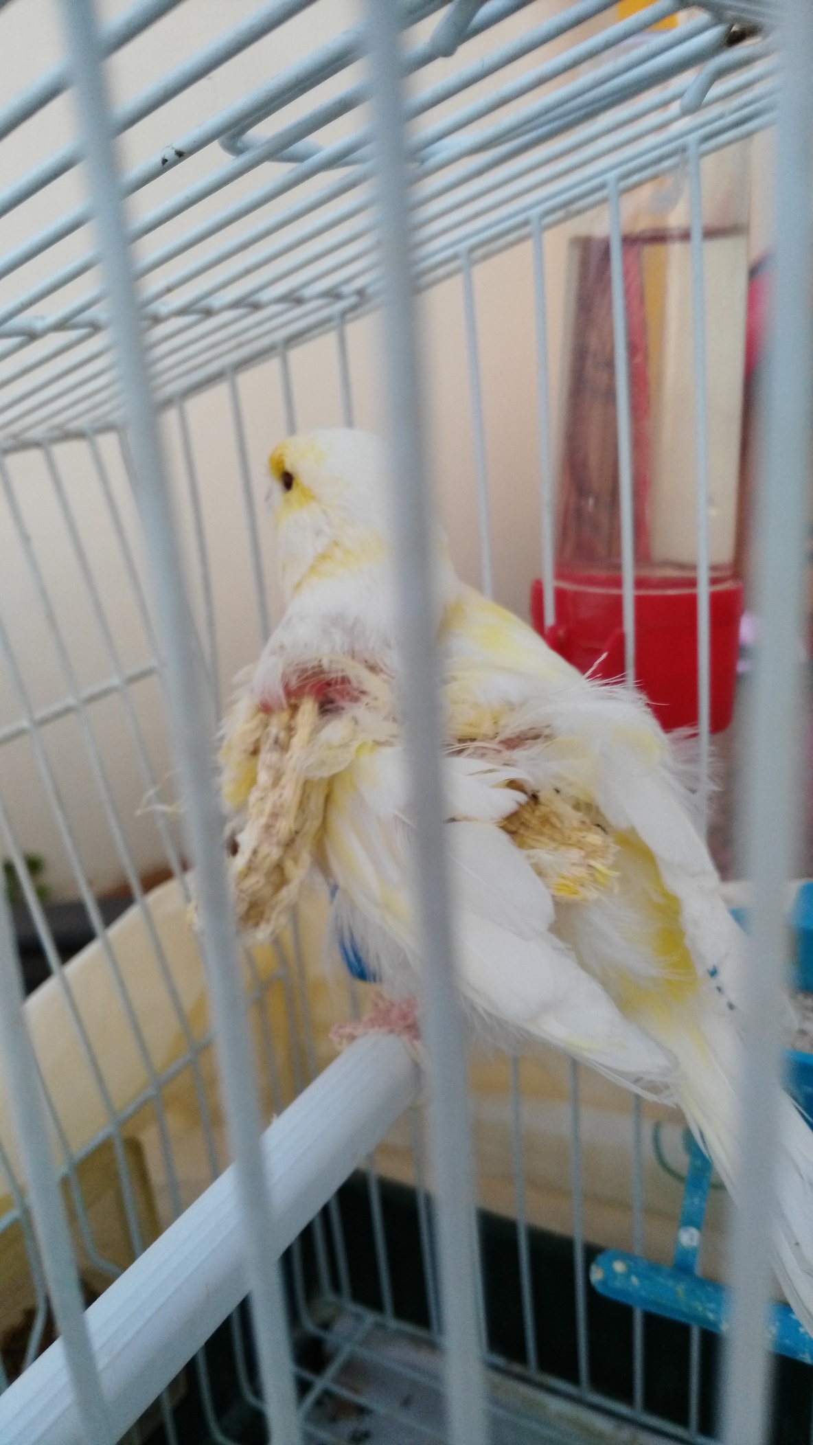 Este canario pertenece a mi suegro.